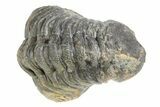 Long Curled Morocops Trilobite - Morocco #252637-2